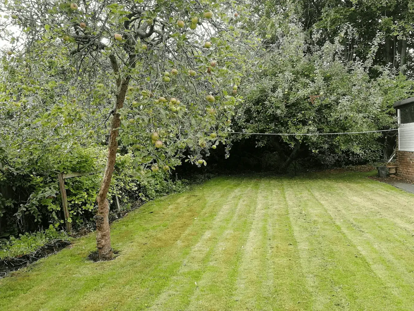 A freshly striped lawn mown in neat lines beneath a mature apple tree