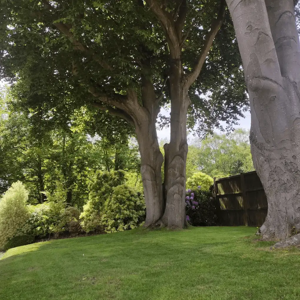 Mature beech trees standing over a neatly mown lawn