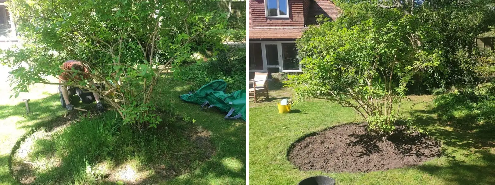 Before and after - an overgrown shrub being cut back, then a fresh mulched bed dug around its base