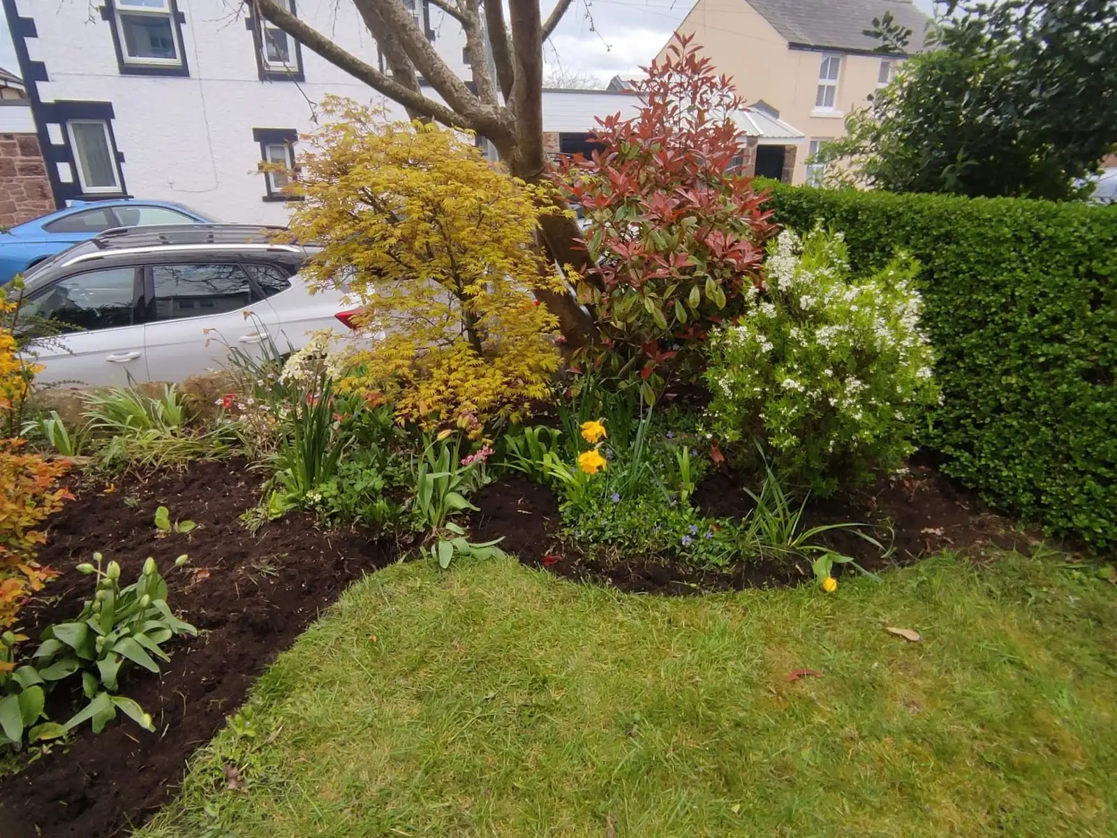 A freshly mulched front border with a golden acer, red photinia and spring bulbs coming through