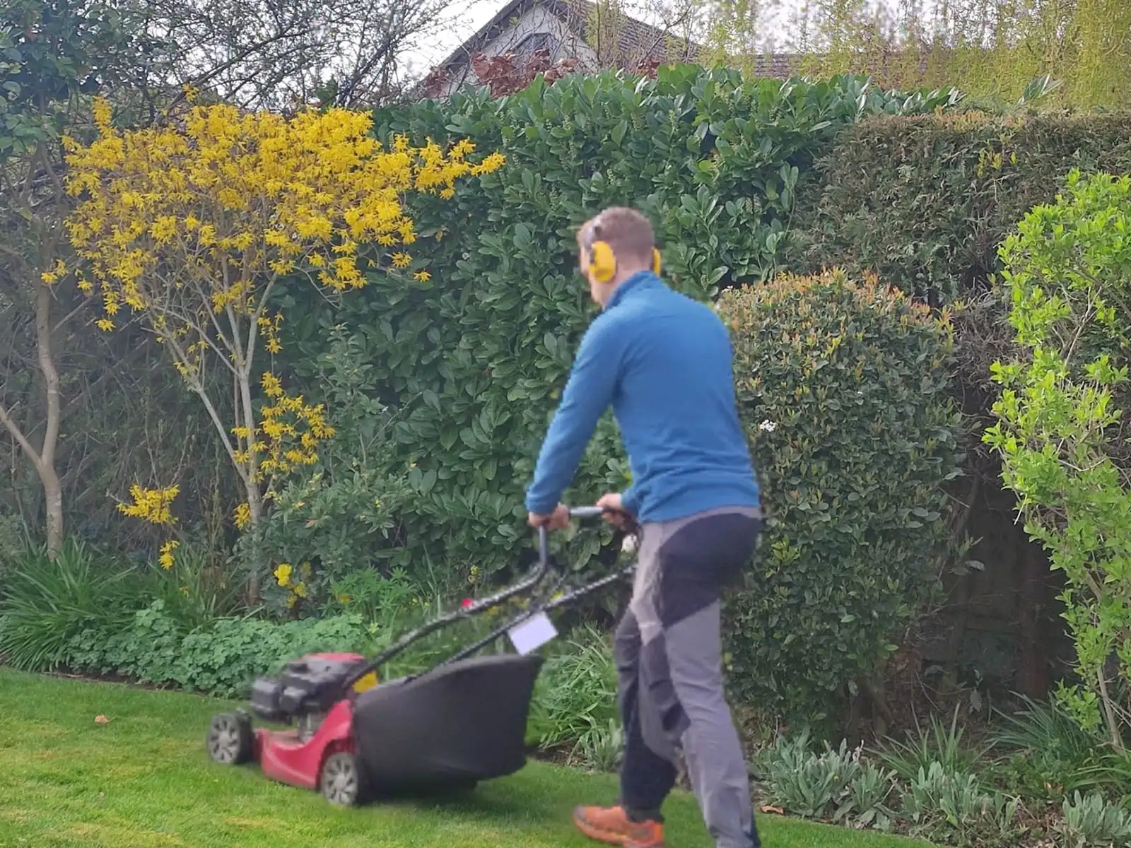 The gardener mowing a lawn with a petrol mower beside a tall laurel hedge and a forsythia in flower