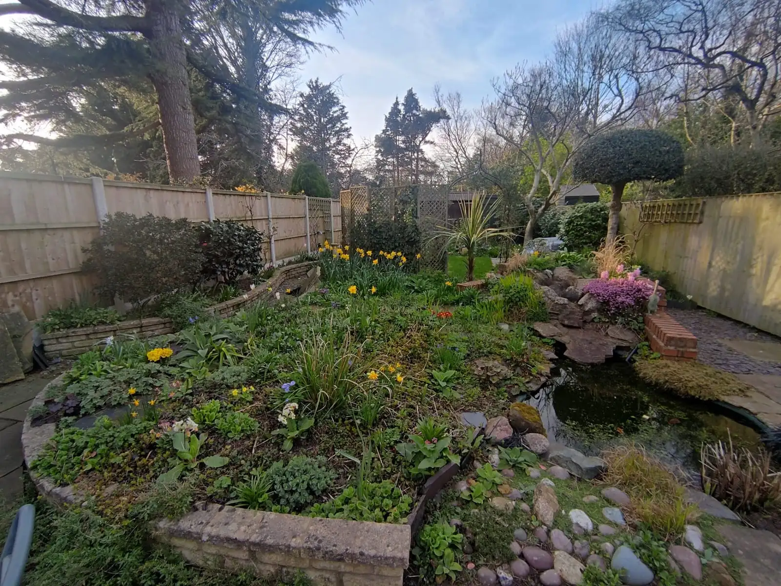 An established garden with a pond, rockery and daffodils coming into flower