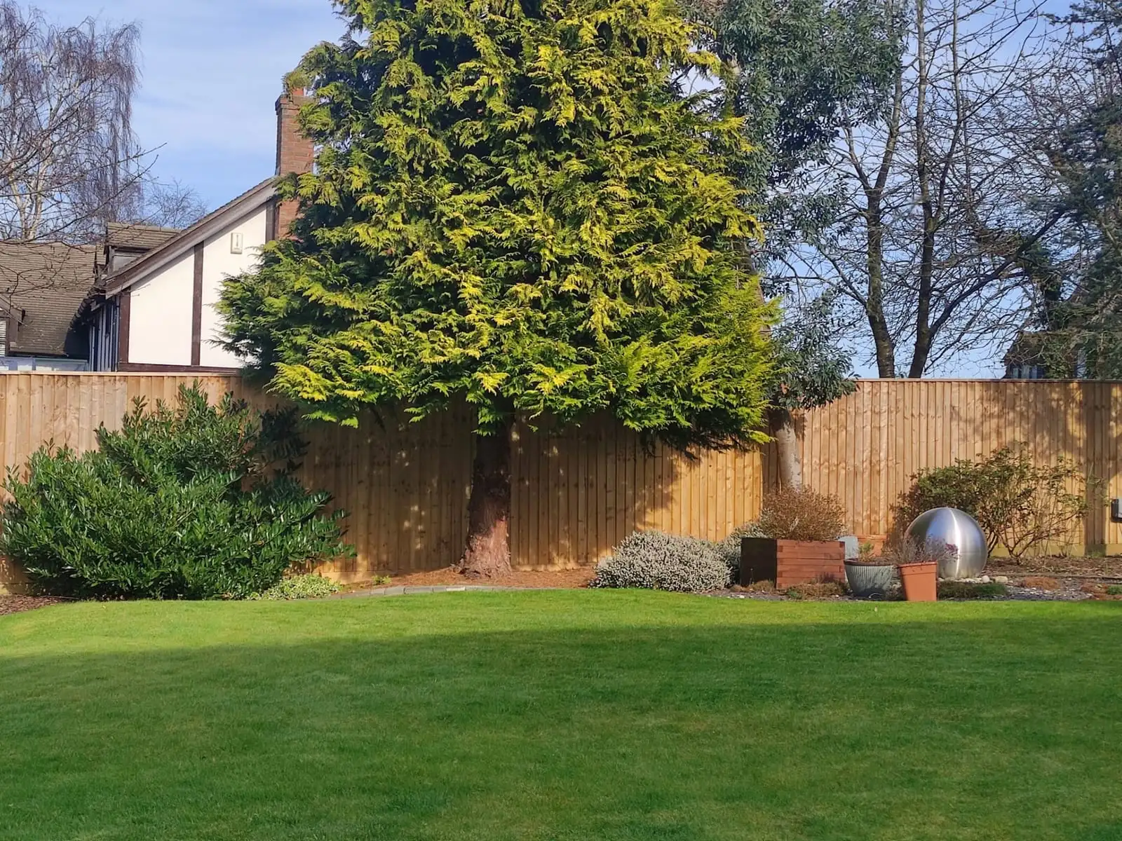 A neatly mown lawn beneath a large golden conifer, with a new close-board fence behind
