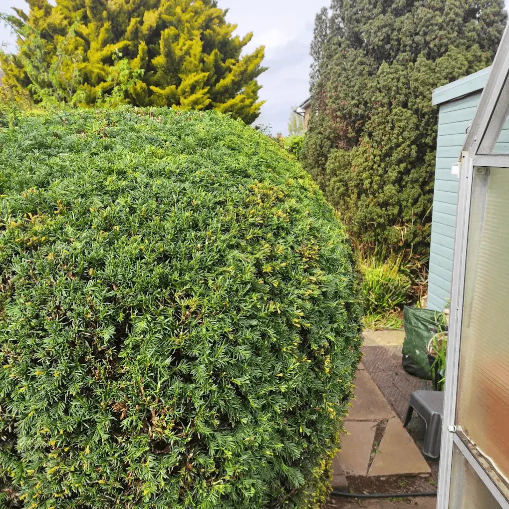 A neatly clipped, rounded yew hedge with crisp, even sides