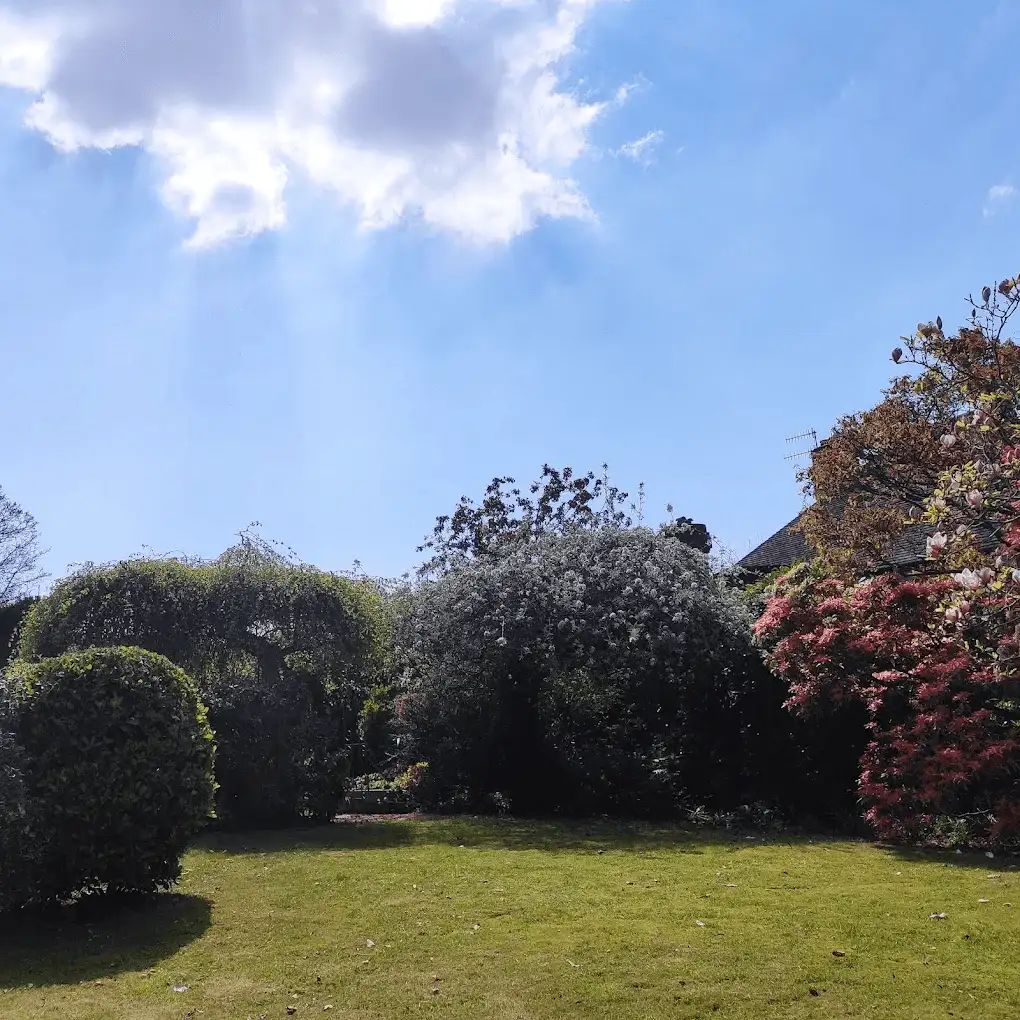 A sunny garden with magnolia and rhododendron in flower and clipped topiary balls