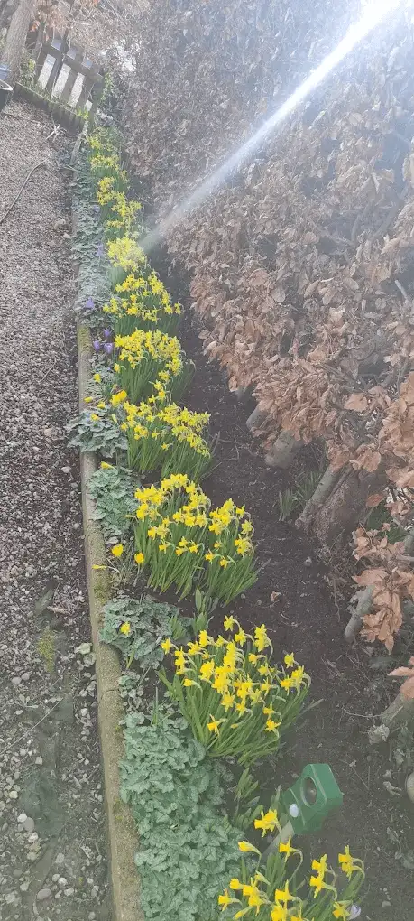 Daffodils and crocuses in full bloom along a stone-edged border